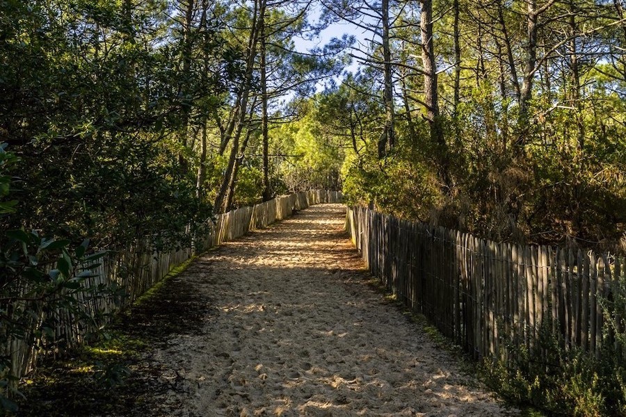 Origines des feux de forêts comprendre pour mieux anticiper et prévenir